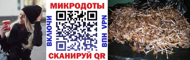Галлюциногенные грибы Psilocybe  Купить  Шилка 